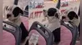 Perrito sube a bus de transporte público y cobrador le exige pagar pasaje: “No se haga el dormido”