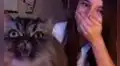 Gato interrumpe la clase de su dueña y se pone frente a la cámara para cantar ópera con ella