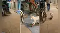 Perrito montado en una tabla de skate acompaña a trabajar a vendedor ambulante
