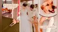 Recién casados buscan a perro callejero que estuvo presente en su boda y deciden adoptarlo
