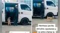 Perrito ve que la combi de su dueño está vacía y comienza a ‘llamar’ a pasajeros en plena avenida