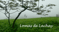 Lomas de Lachay: ¿cuánto cuesta, cómo llegar y cuál es la mejor época para visitar la reserva nacional?