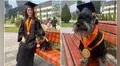 Joven se gradúa de la Universidad de Lima y viste a su perrito con una toga y su birrete