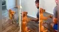 Perro muestra la pata a su dueño y se pone a ‘rezar’ junto a él antes de comer sus croquetas