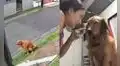 Perrito ensucia la casa de su vecino y cámaras de seguridad lo delatan