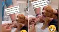 Perrito no quiere que lo inyecten y tiene ‘dramática’ reacción antes que le pongan la aguja