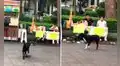 Perrito derriba puesto ambulante de bebidas al no poder parar cuando paseaba en patineta 