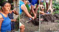 Familia queda impactada al ver el tamaño de la yuca que sacaron de su huerta