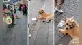 Perro trabaja como modelo de sombreros que realiza su dueño y se gana las palmas en redes