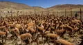 Pampa Galeras: Vicuñas en peligro