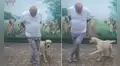 El ‘chambelán’ perfecto: perrito sorprende al aprenderse unos pasos de baile al lado de su dueño