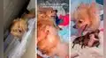 Perrita preñada busca a su dueña para pedirle ayuda antes de dar a luz a sus crías