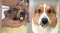 Dueño le pone dentadura postiza a su perrito e internautas lo confunden con un castor