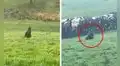 León marino se aleja del océano para salvar su vida y termina en una granja llena de vacas