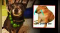 ¿El collar de limones funciona contra el resfriado de los perros?