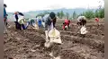 Falta de fertilizantes reduciría en 30% el empleo agrícola