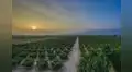 Megapuerto de Chancay: tierras agrícolas de la zona se revalorizan y triplican su precio