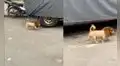 Perrito callejero es captado en el centro de Lima con peculiar corte de león