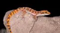 El reptil cuyo único hogar en el mundo es Lima y ahora está a punto de extinguirse