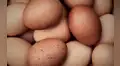 Más de 3,8 millones de huevos bolivianos subsidiados entraron esta semana al Perú por contrabando 