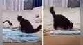Mamá gata regaña a su cría por jugar sobre la cama y ella vuelve a tender la sábana