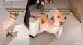 Perrito escucha ruidos fuertes en su puerta y coge el cuchillo que le dejó su dueño para defenderse