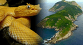 El lugar más peligroso del mundo se encuentra en Brasil: ¿cómo es la Isla de las Cobras?