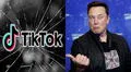 Elon Musk contra TikTok: podría resucitar Vine para destronar a la app china
