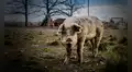 Un cerdo mató a un carnicero de 61 años cuando este lo iba a sacrificar
