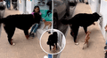 Perrito arremete y hace huir a otro can 10 veces más grande que él: "Chihuahua con corazón de gran danés"