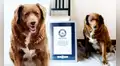 Bobi, el perro de 30 años que ha ganado el récord Guinness al can más longevo de la historia