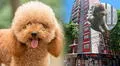 La insólita historia del perrito que cayó del piso 13 y provocó 3 muertes en Argentina