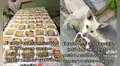 Niña se hace viral por cumplir su sueño: alimentar a decenas de perritos callejeros