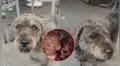 Joven ve un perrito parecido al de "El narrador de cuentos" y se emociona: "Yo te conozco"