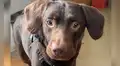 Conoce a Coco, el perro que tuvo que ser tratado por su adicción al alcohol