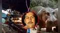 Hipopótamo muere en fuerte choque: animal habría escapado de la hacienda de Pablo Escobar