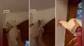 Gallina es utilizada como el 'insecticida' de su casa y redes estallan: "Necesito una de esas"