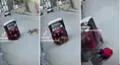 Perro choca con una mototaxi y conductor sale volando: “Firulais, ¿héroe o amenaza?”