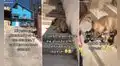 Perrita abandona su hogar para irse con otra familia y se ‘esconde’ cuando ve a su dueña