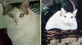 La historia de Creme Puff: el gato más longevo de la historia que llegó a vivir casi 40 años