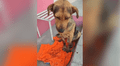 Fallece Stich, el perrito que sufrió una paliza solo por robar comida de panadería