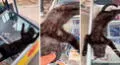 Gatito duerme sobre una congeladora de helados y enternece en redes sociales: “Qué lindo”