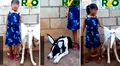 Niña disfraza a sus 2 perros para narrar el cuento del elefante Bernardo y el burro Cándido