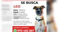 Familia pide ayuda para encontrar a su mascota perdida en San Martín de Porres