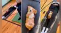 Perrito hace yoga con su dueña y enternece las redes: "Me encanta"