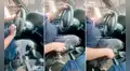 Chofer confunde la cabeza de su perrito con la palanca de cambios y genera risas en redes