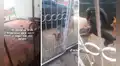 Perrito 'pide permiso' a su dueña para salir a jugar con sus amigos: "Tiene más vida social que nosotros"