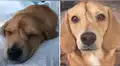 Perrito con cola en la frente fue rescatado y se gana el corazón de miles : “Qué ternurita”