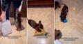 Perrito salchicha se emociona tras recibir su regalo de cumpleaños y enternece en redes: “Qué lindo”