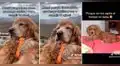 Perrito de casi 10 años 'pide' que su dueña no sufra por su muerte: "Mamá, por qué lloras"